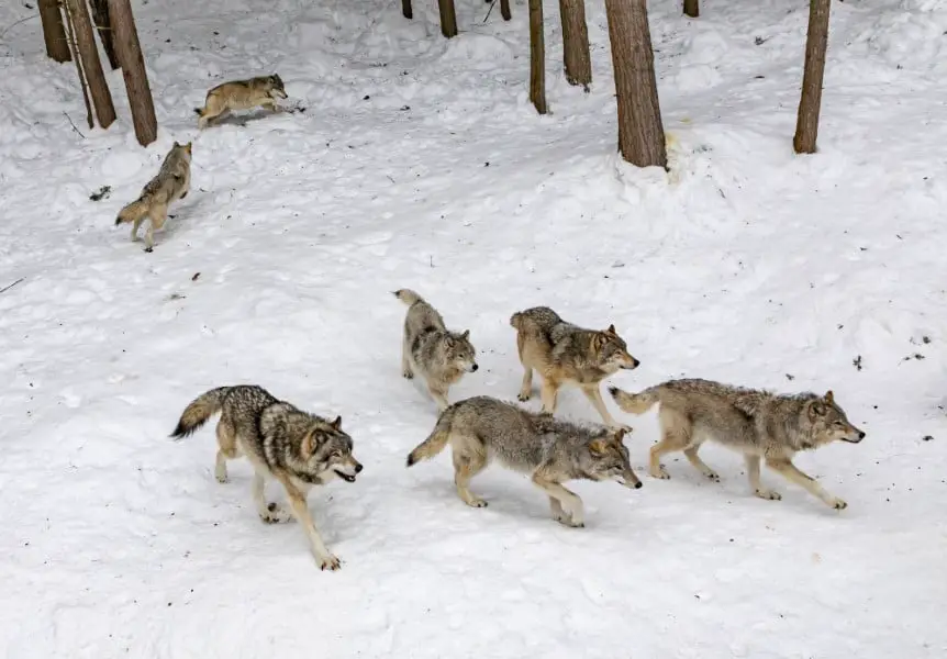 pack of wolves hunting