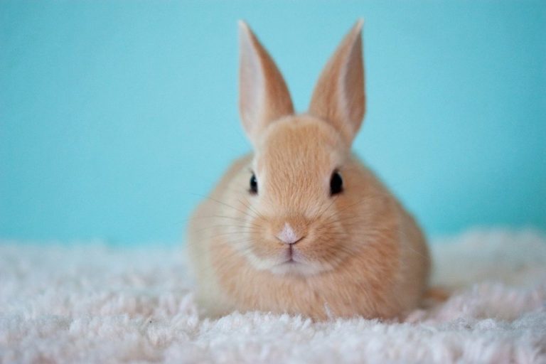 What Are Baby Rabbits Called? Rabbit Names For Age And Gender