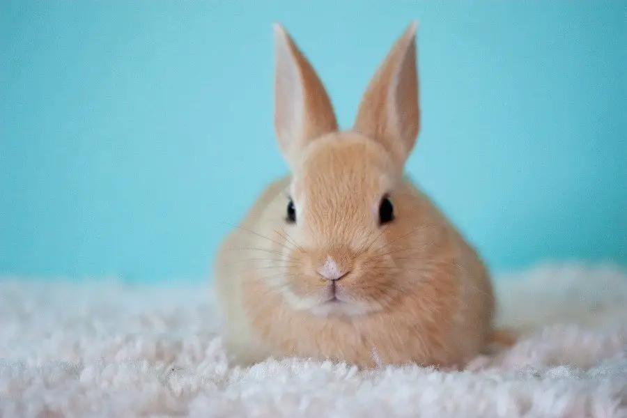 baby rabbit - bunny