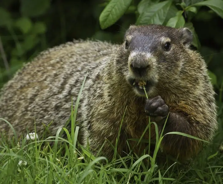 what do groundhogs eat - groundhogs eat dandelions