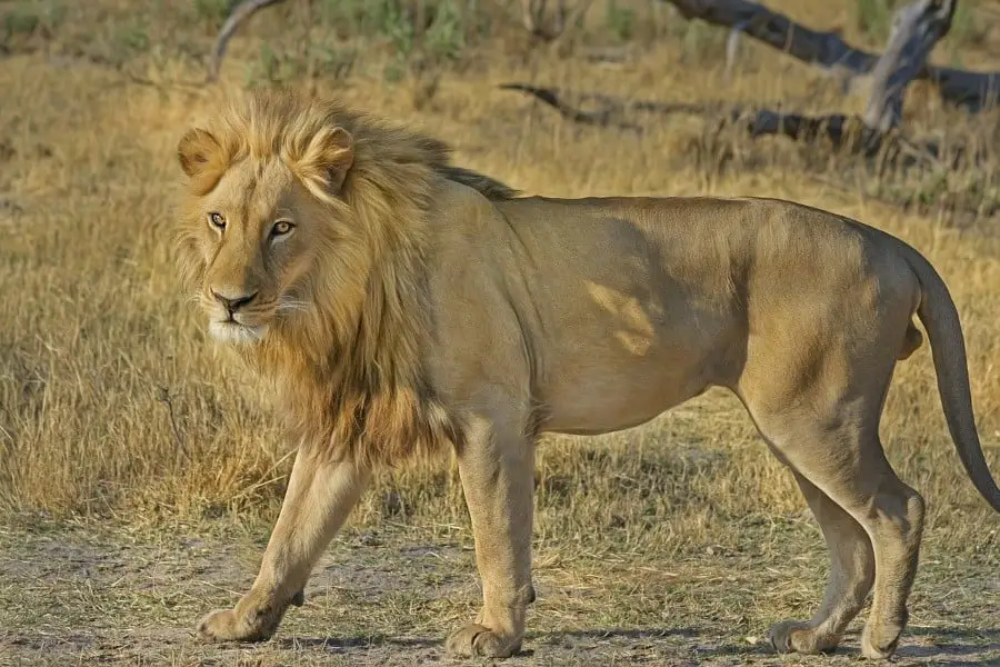 What Do Lions Eat? Complete List Of What Lions Prey On, A Guide