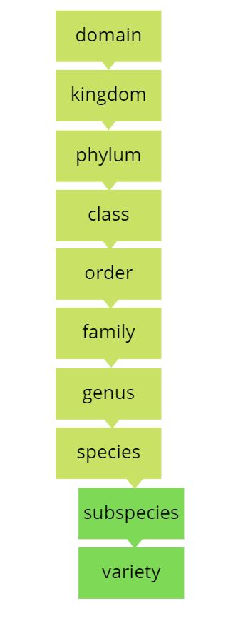 taxonomy classifications