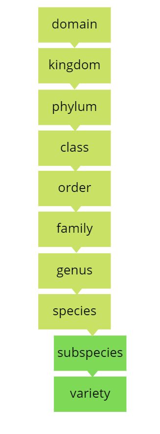 difference-between-varieties-and-subspecies-the-simple-guide