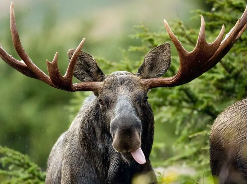 eight signs a moose will attack