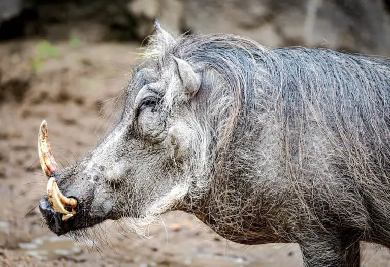 are-wild-boar-dangerous-how-when-and-why-they-attack