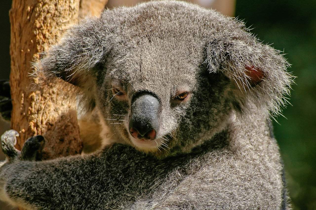 koala bear little live pets