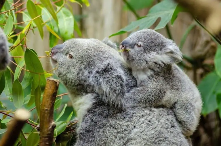 Are Koalas Dangerous? Here’s When, How, and Why. a Guide