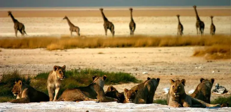 Do Lions Eat Giraffe? How a Pride Hunts and Eats Giraffes