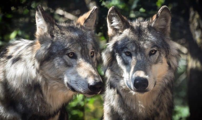 Do Wolves Mate for Life? Here’s When They Do and Don’t