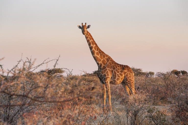 Do Lions Eat Giraffe? How a Pride Hunts and Eats Giraffes