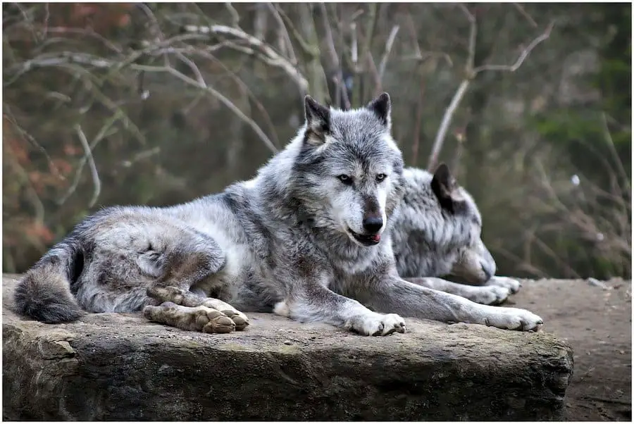 wolf alpha pair