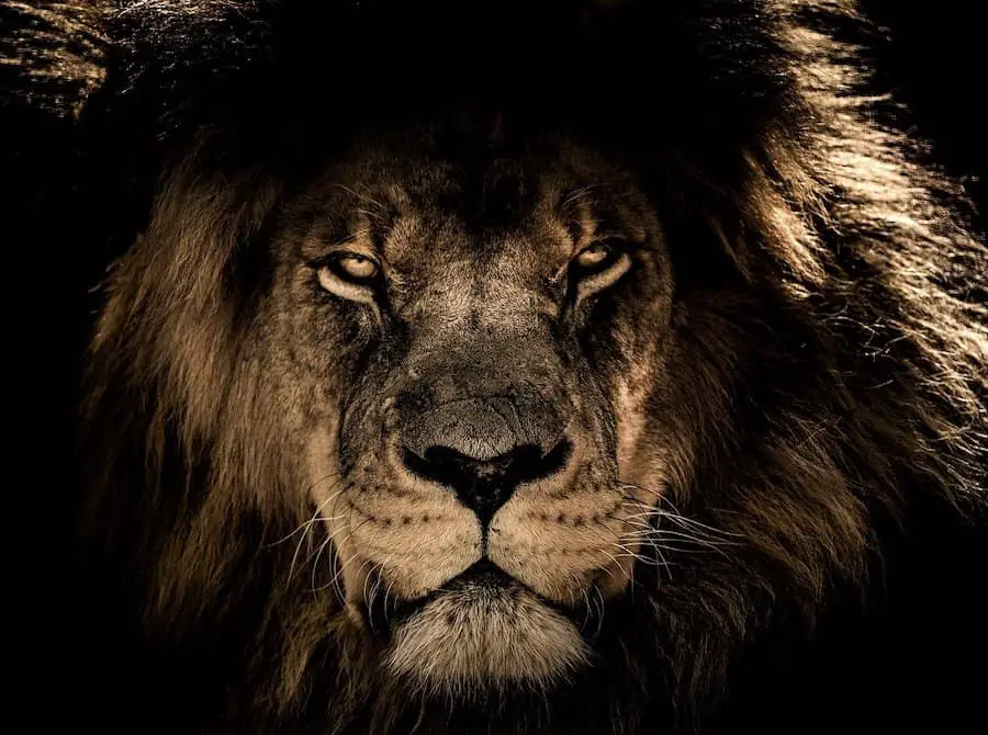 an african lion - king of the jungle