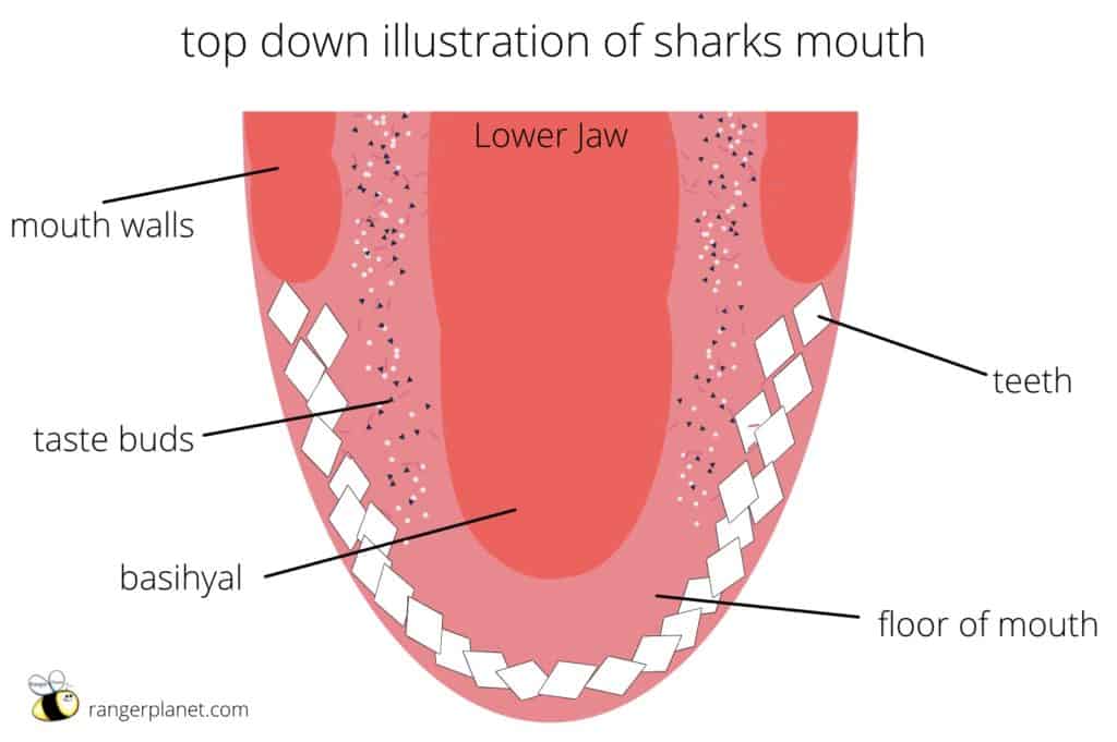 illustration of shark mouth