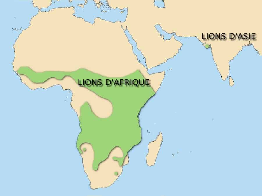 Do Lions Live in the Jungle: Where Kings of the Jungle Live