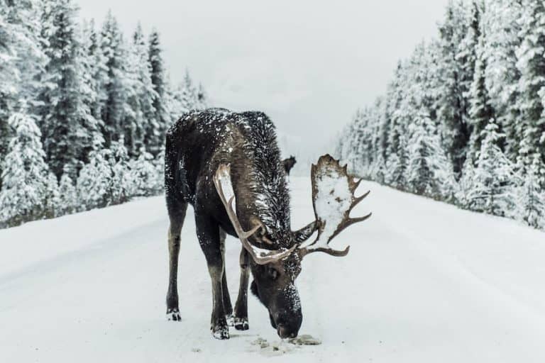 What Do Moose Eat? Moose Diet by Season and Location