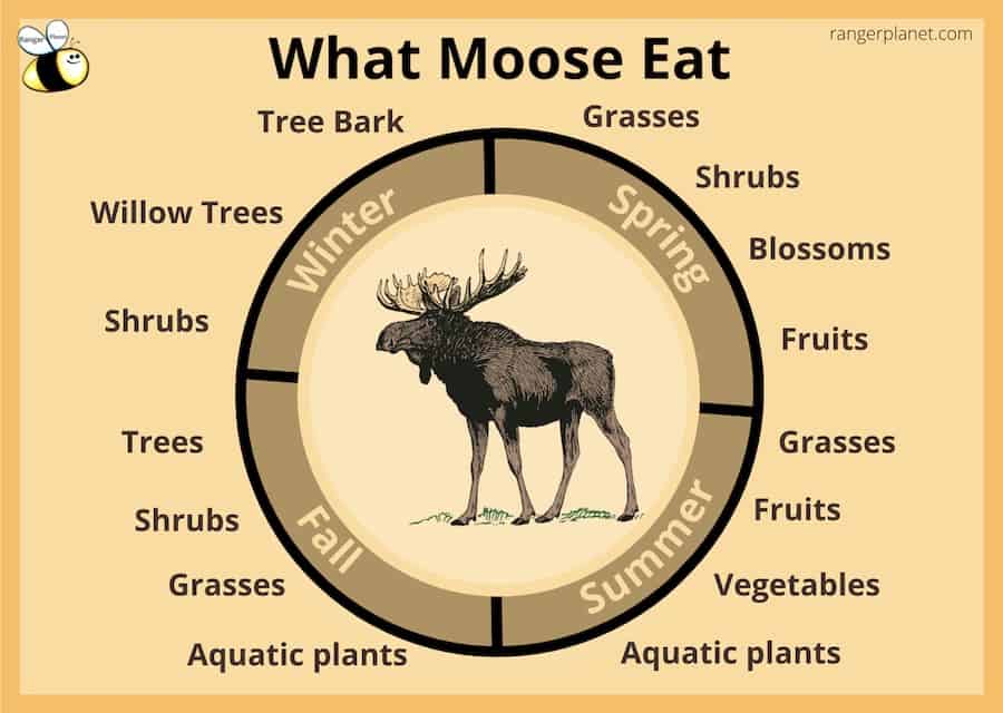Seasonal calendar of what food Moose eat