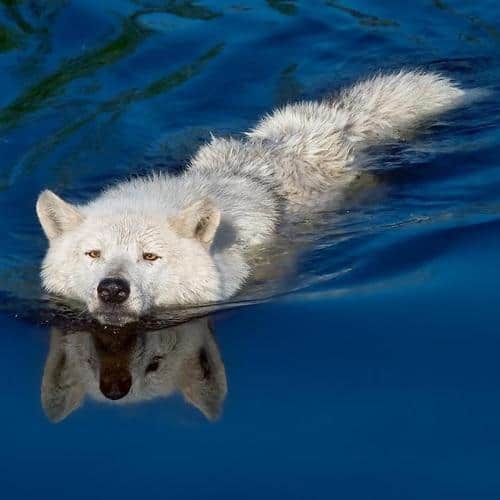 white wolf swimming