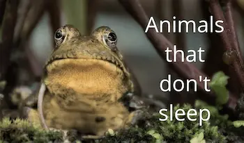 Animals That Don't Sleep, Look Asleep, or Kind of Sleep
