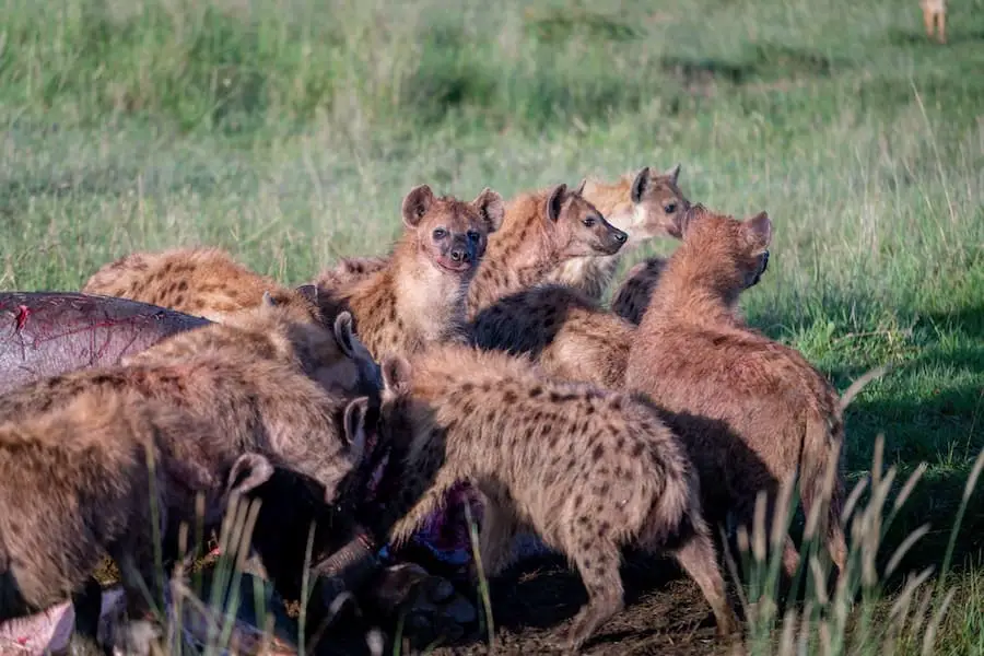 hyenas generally hunt in packs