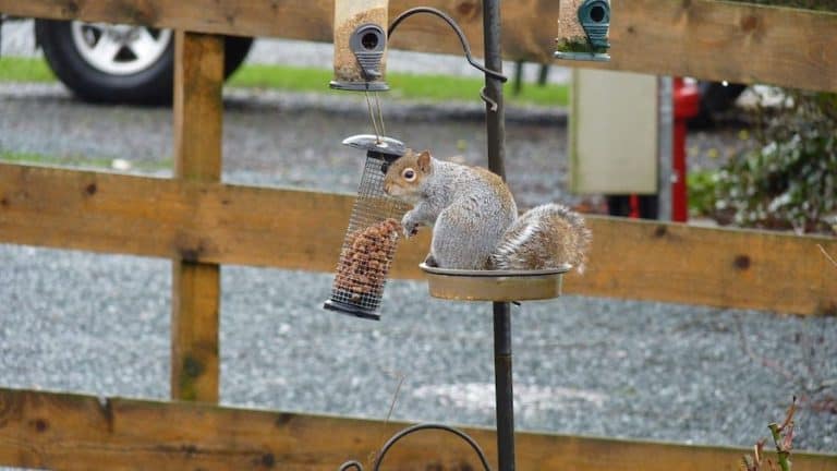 Do Squirrels Eat Birds: Which Squirrels, When, How, and Why