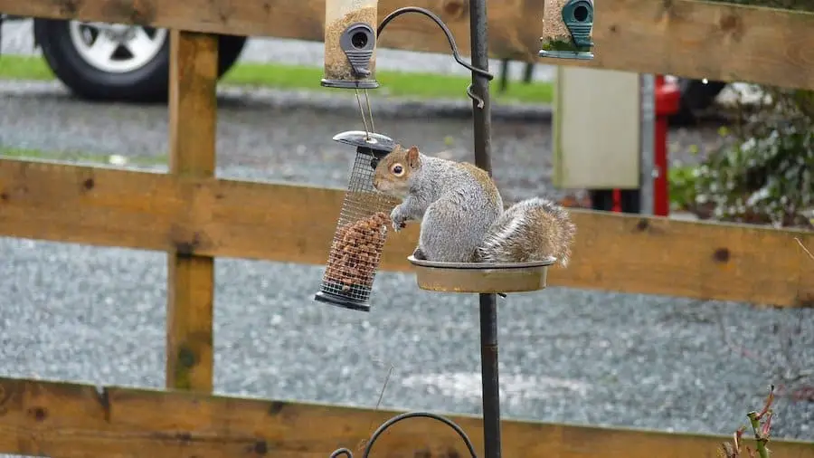squirrel eating bird seed