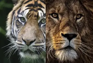 Can Tigers Mate With Lions Ligers And Tigons A Guide