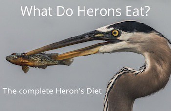 What Do Herons Eat: Complete List of What a Heron Eats