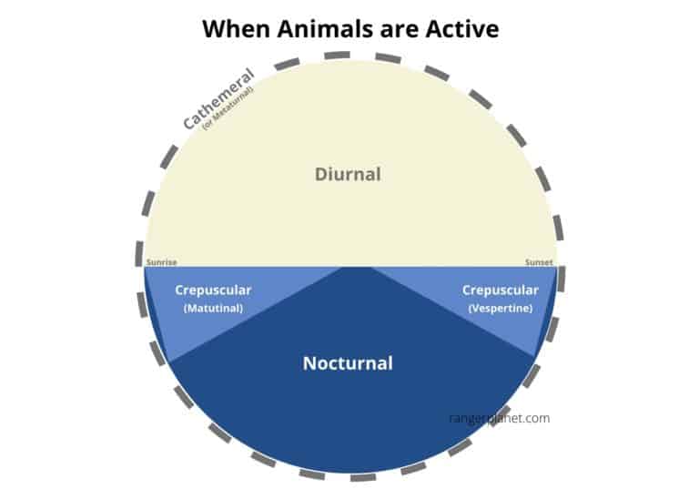 What Does Diurnal Mean For Animals