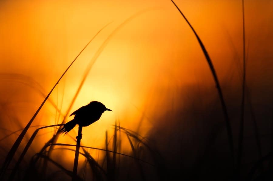 bird silhouette in early morning