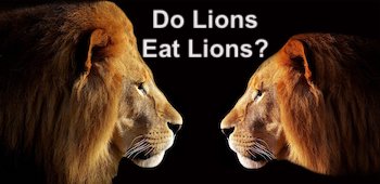 Do Lions Eat Lions: Here’s When and Why Lions Eat Other Lions