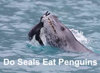 Do Seals Eat Penguins: Yes, Here’s What Else They Do to Them