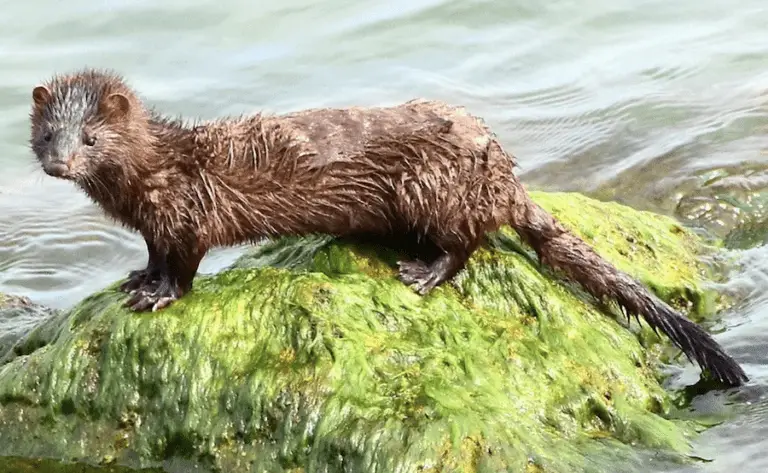 Are Minks Dangerous: Here’s How Aggressive They Really Are