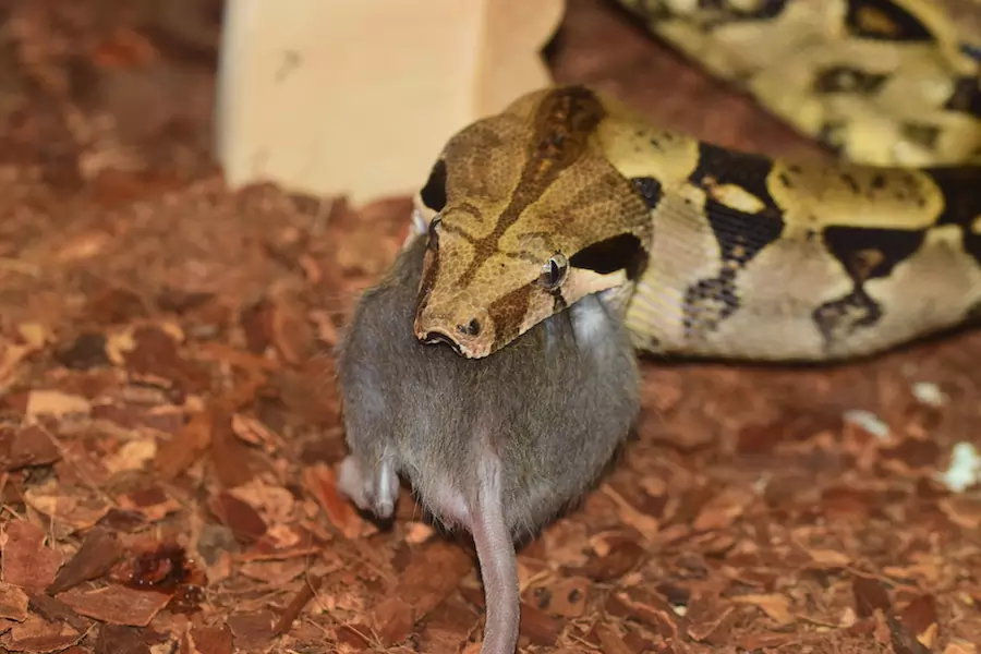 boa constrictor eating a rat