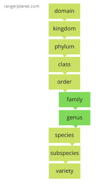 genus vs family in the taxonomic hierarchy