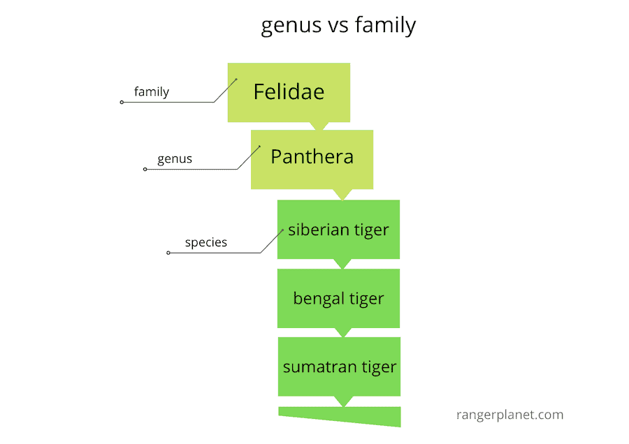 Difference Between Genus vs Family Simple Guide, Examples