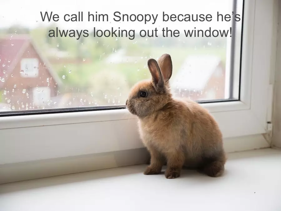 rabbit names - Snoopy loves looking out the window