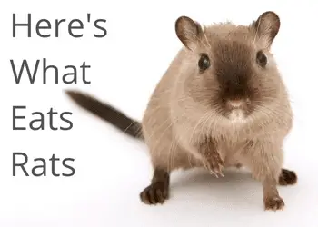 What Eats Rats: Complete List of 38 Rat Predators