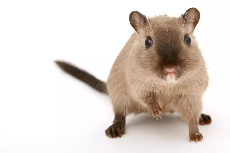 what eats rats - list of rat predators