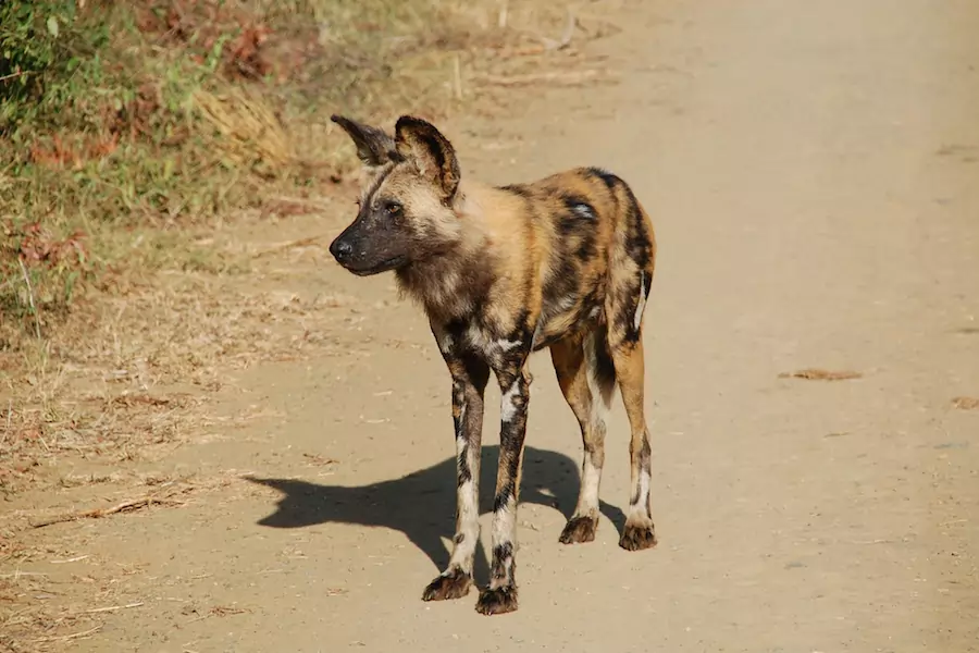 south african wild dog