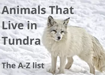 Top 10 Animals That Live in the Tundra, Plus Handy A-Z List