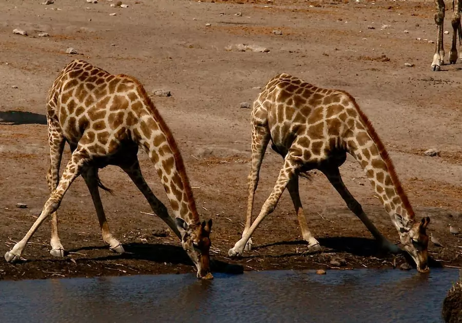 giraffe are more vulnerable when drinking