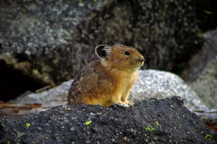 pika in alpine tundra