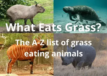 What Eats Grass: The Full A-Z List of Animals That Eat Grass