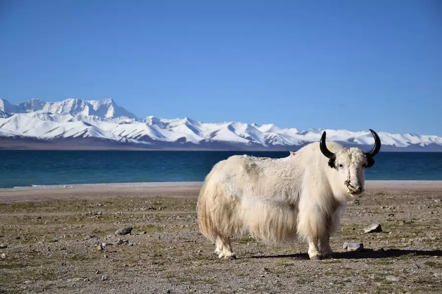 a yak in alpine tundra