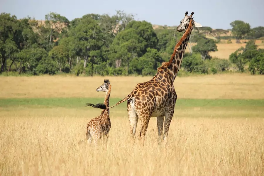 young giraffe are more vulnerable