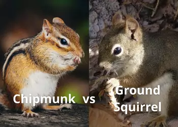 Chipmunk vs Ground Squirrel, Differences, How to Tell, Images