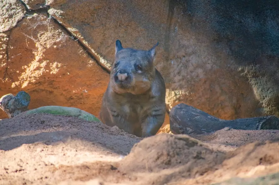 facts about wombats - a wombat outside its burrow