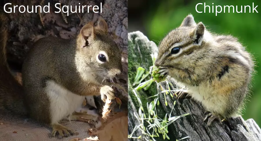 ground squirrel and chipmunk comparison