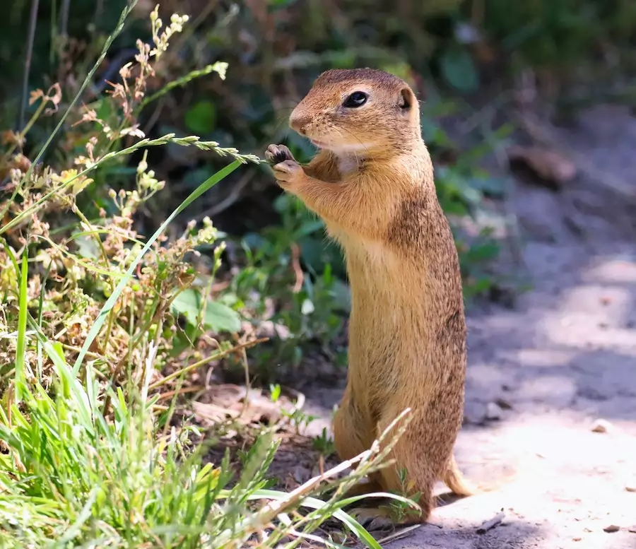 picture of a ground squirrel