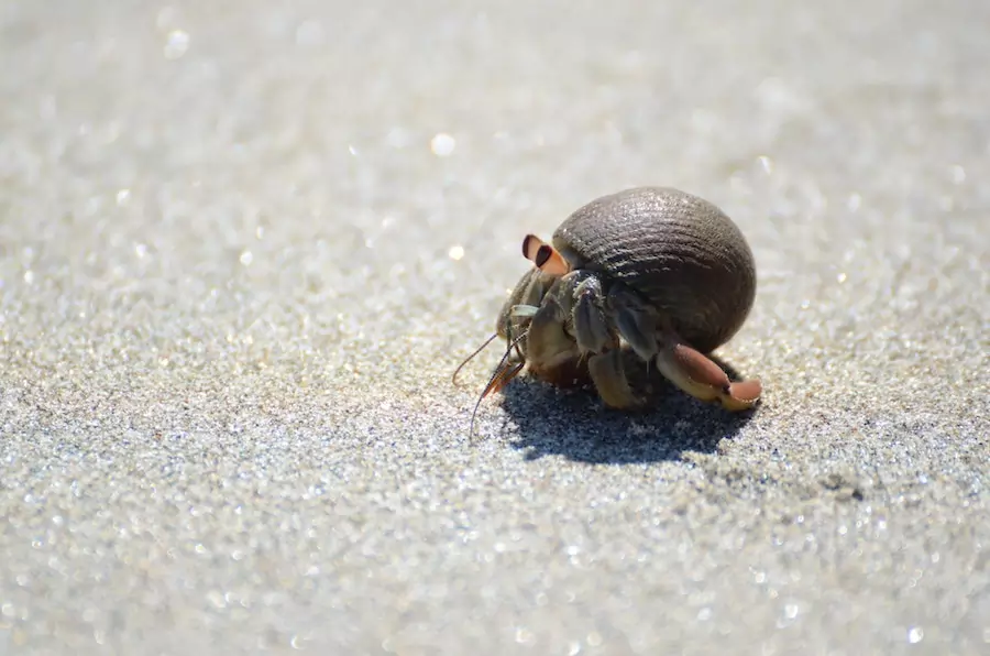 hermit crab crawling along sand